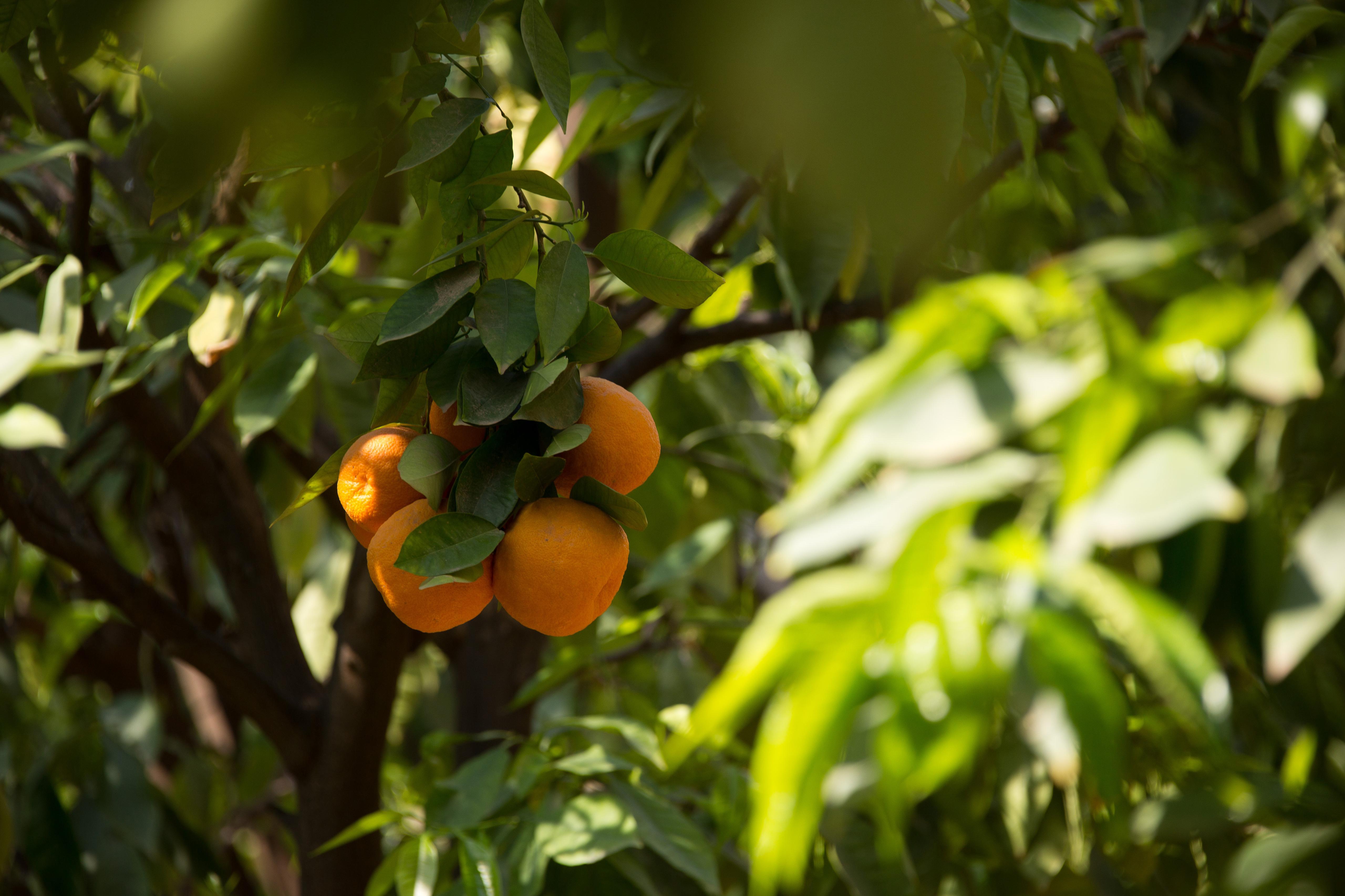Отель Les Jardins De La Medina Марракеш Экстерьер фото Fruit on the tree
